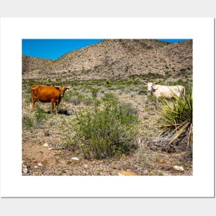 Criollo Cattle on the Open Range Posters and Art